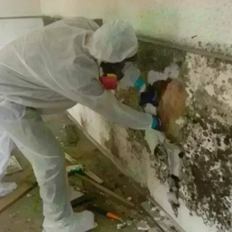 Mold Remediation and Removal in Monticello, WI